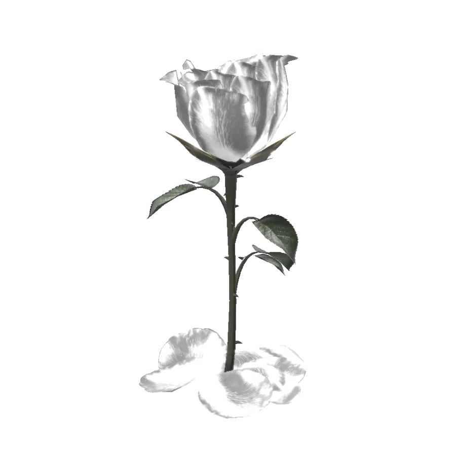 White Rose