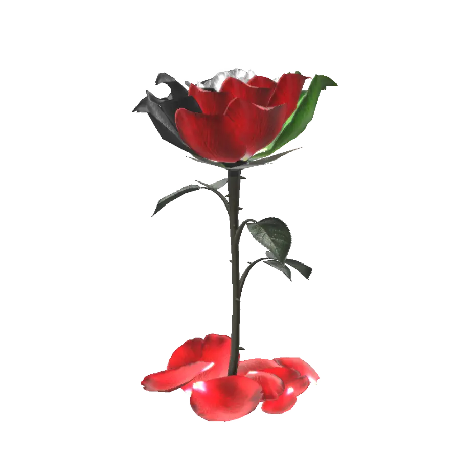 UAE Red Rose