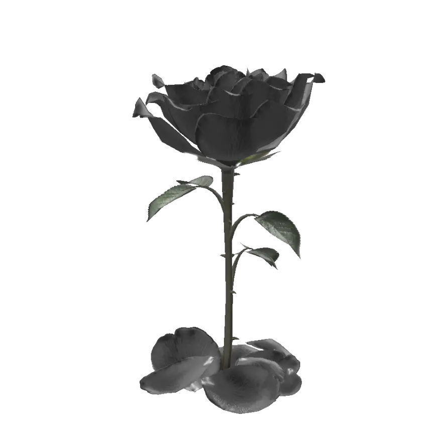 Black Rose without colb