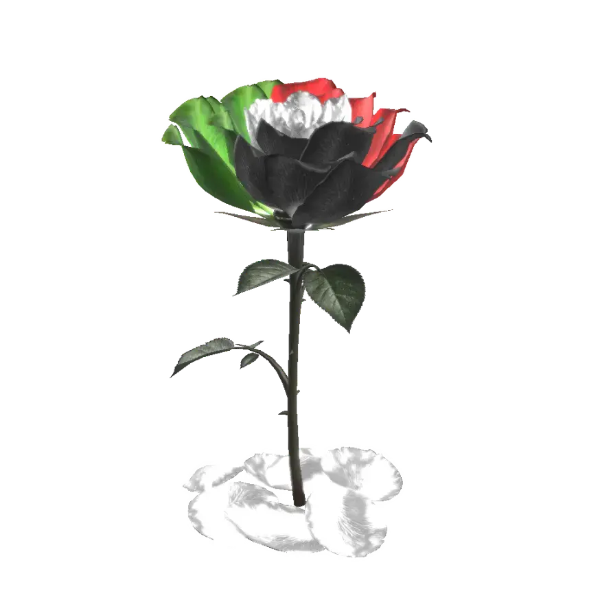 UAE Rose without colb